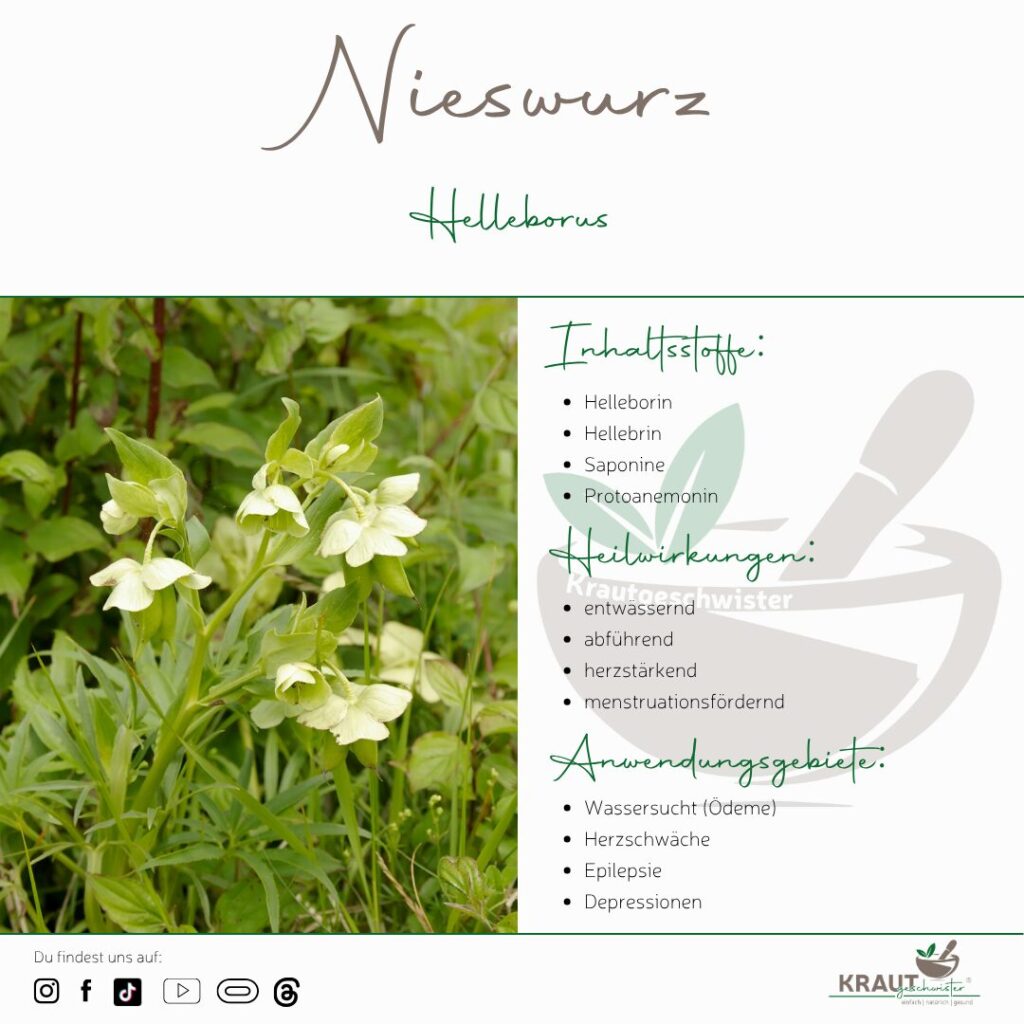 Die geheimnisvolle Nieswurz – Heilkraut oder Hexengift?