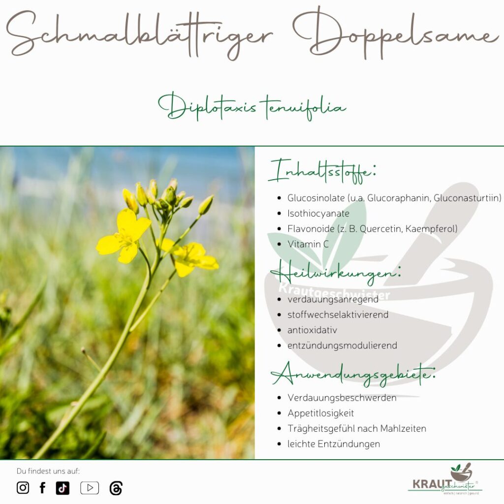 Schmalbl&auml;ttriger Doppelsame – Heilpflanzenportrait