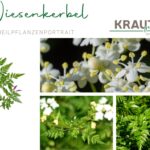 Wiesenkerbel – das übersehene Frühlingskraut zwischen Heilkunst, Küche und Naturwunder