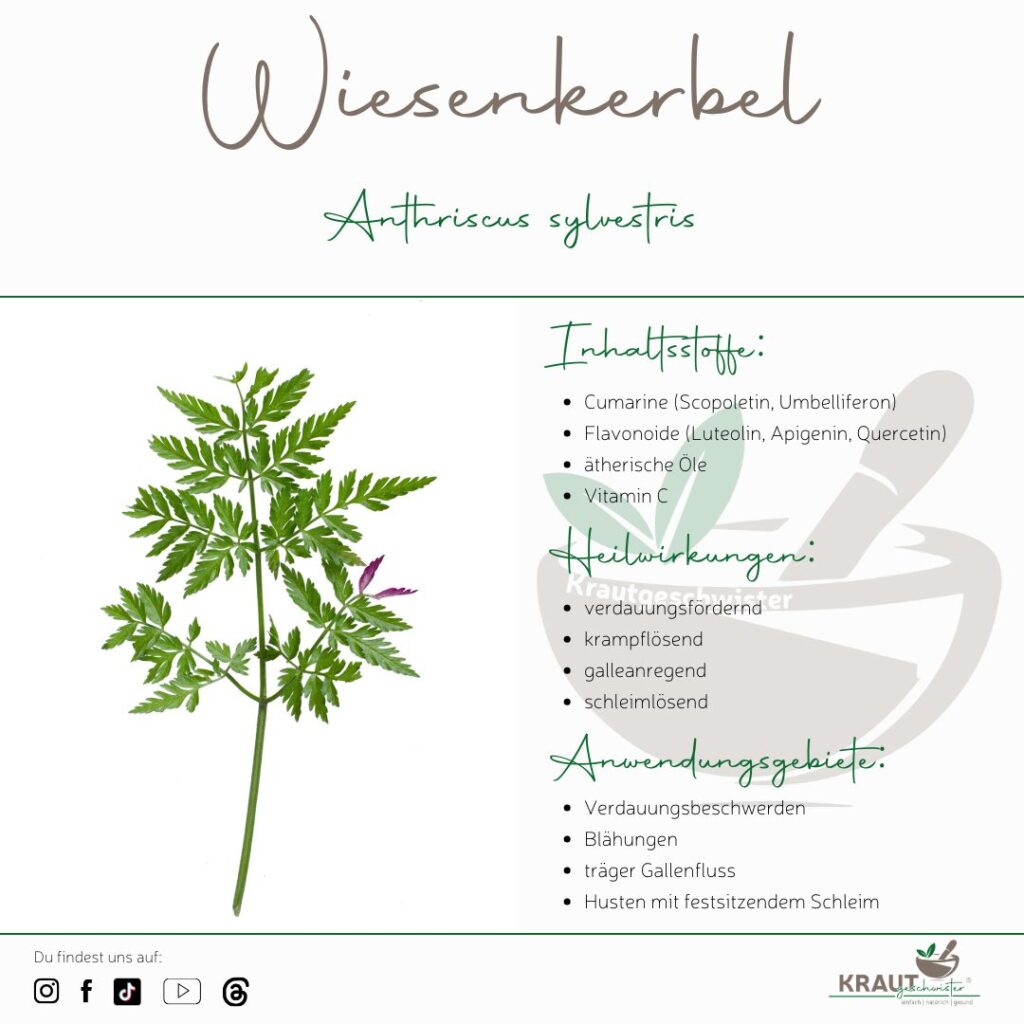 Wiesenkerbel &ndash; das &uuml;bersehene Fr&uuml;hlingskraut zwischen Heilkunst, K&uuml;che und Naturwunder