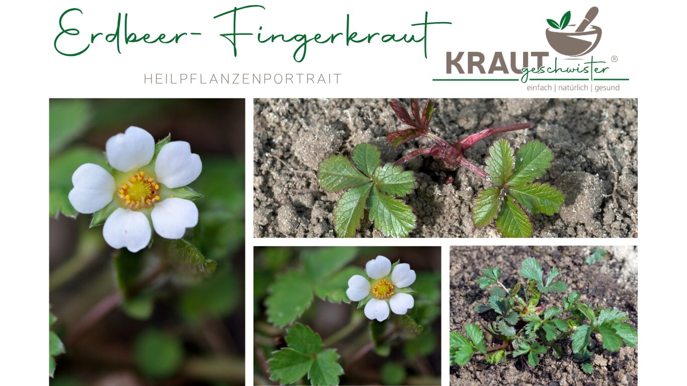 Erdbeer-Fingerkraut Pflanzenportrait