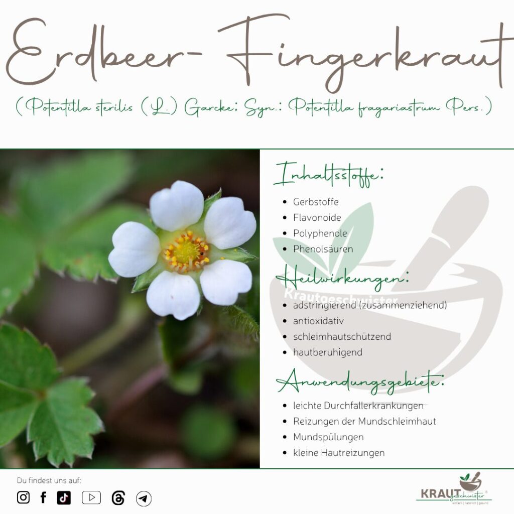 Erdbeer-Fingerkraut Pflanzenportrait