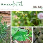 Die Gänsedistel – Heilpflanzenportrait