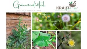 Die Gänsedistel &#8211; Heilpflanzenportrait