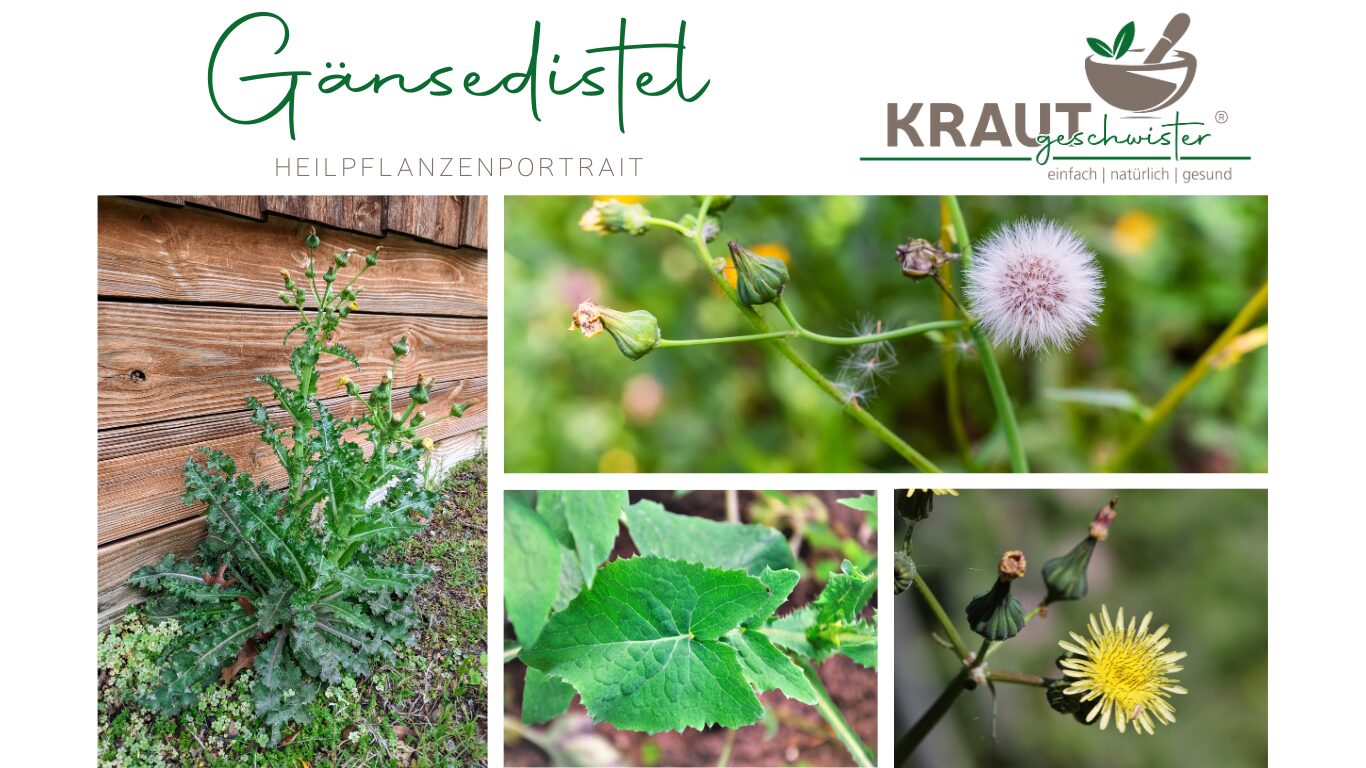Mehr über den Artikel erfahren Die Gänsedistel – Heilpflanzenportrait
