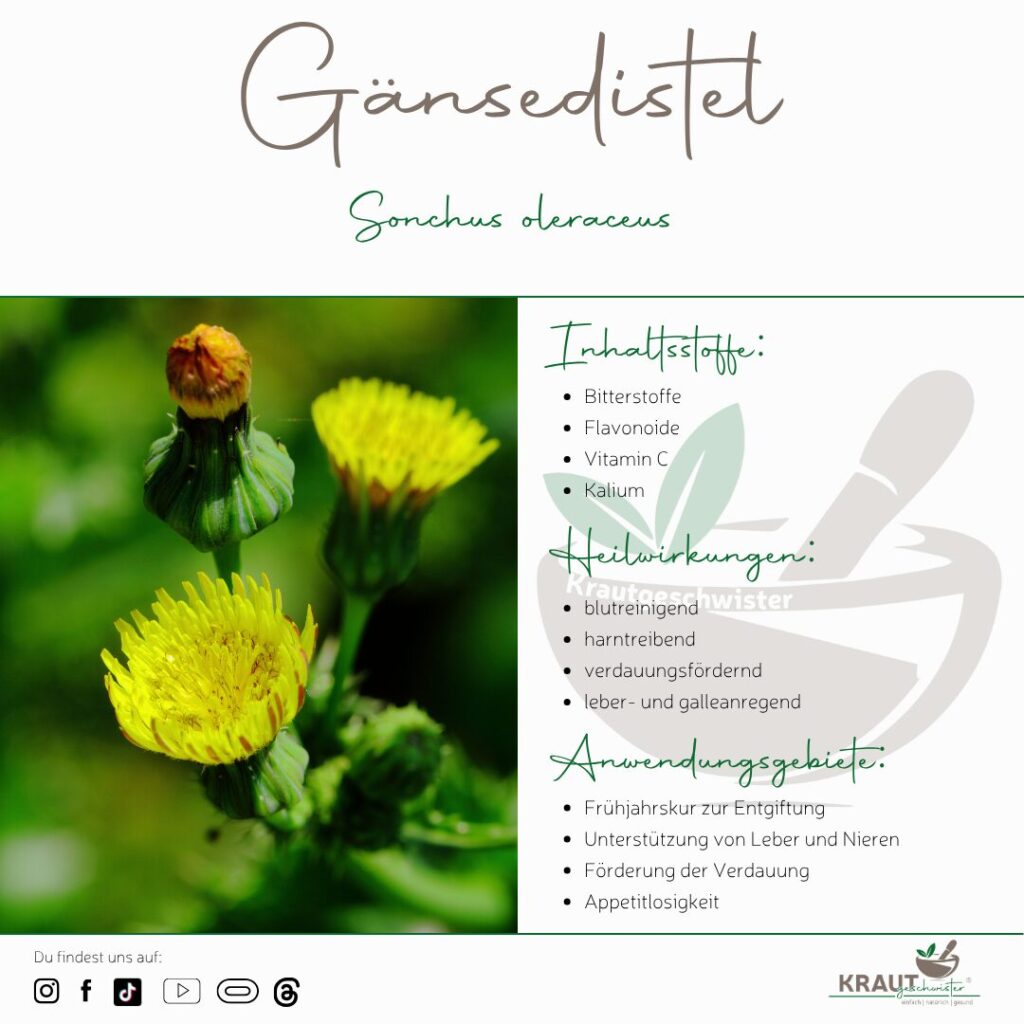 Die Gänsedistel – Heilpflanzenportrait