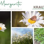Magerwiesen-Margerite – Heilpflanzenportrait 🌼