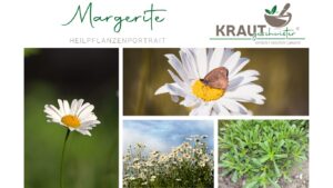 Magerwiesen-Margerite &#8211; Heilpflanzenportrait 🌼