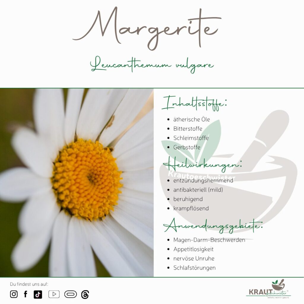 Magerwiesen-Margerite &#8211; Heilpflanzenportrait 🌼