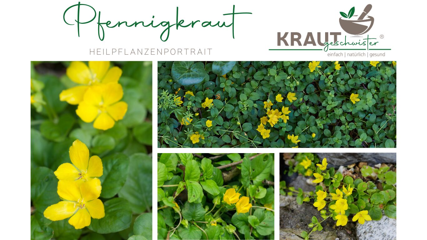 Pfennigkraut – Heilpflanzenportrait