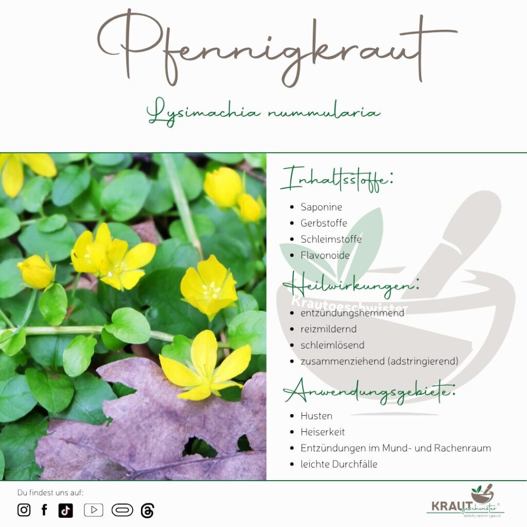 Pfennigkraut – Heilpflanzenportrait