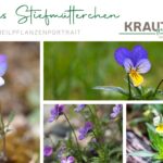 Wildes Stiefmütterchen – Heilpflanzenportrait