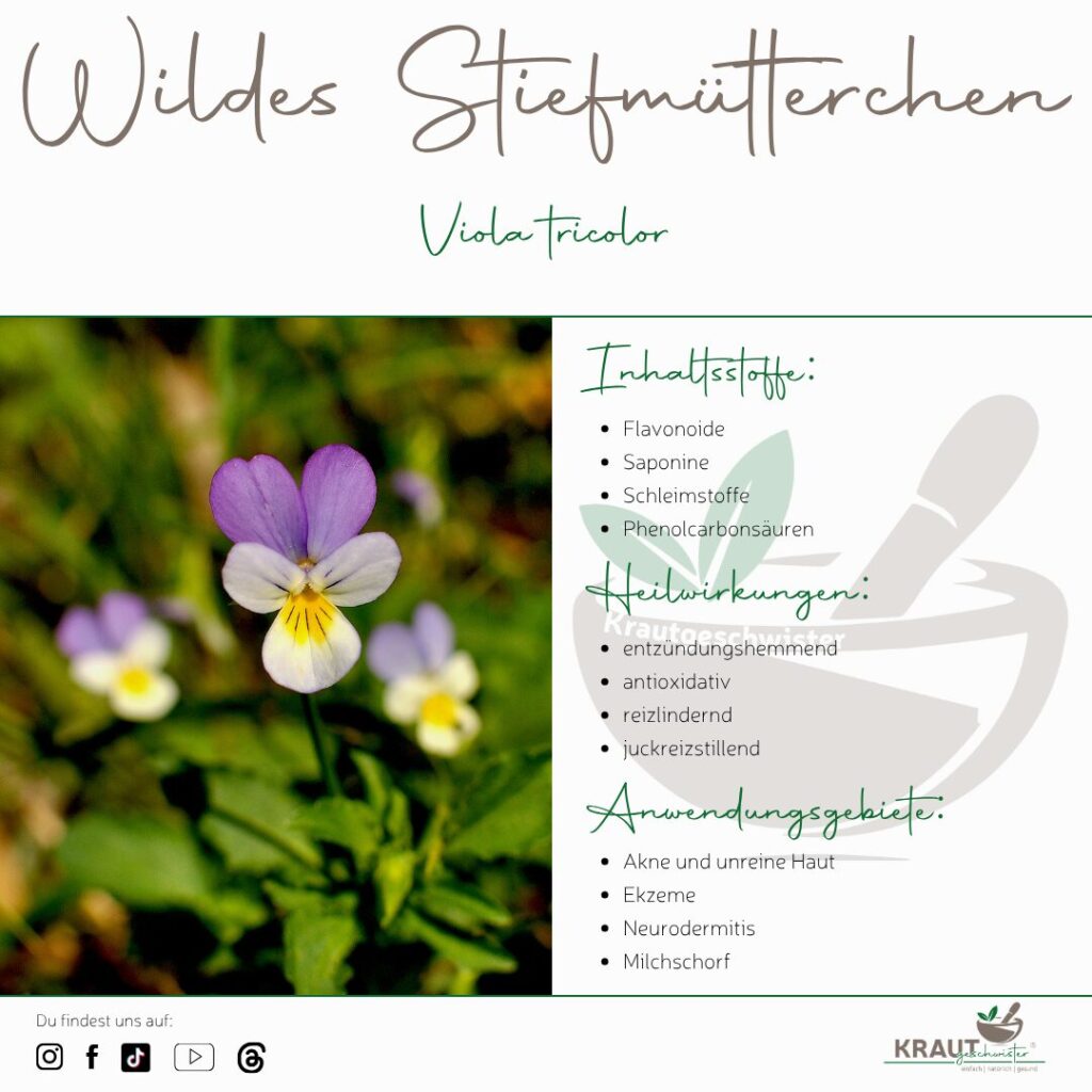 Wildes Stiefm&uuml;tterchen – Heilpflanzenportrait