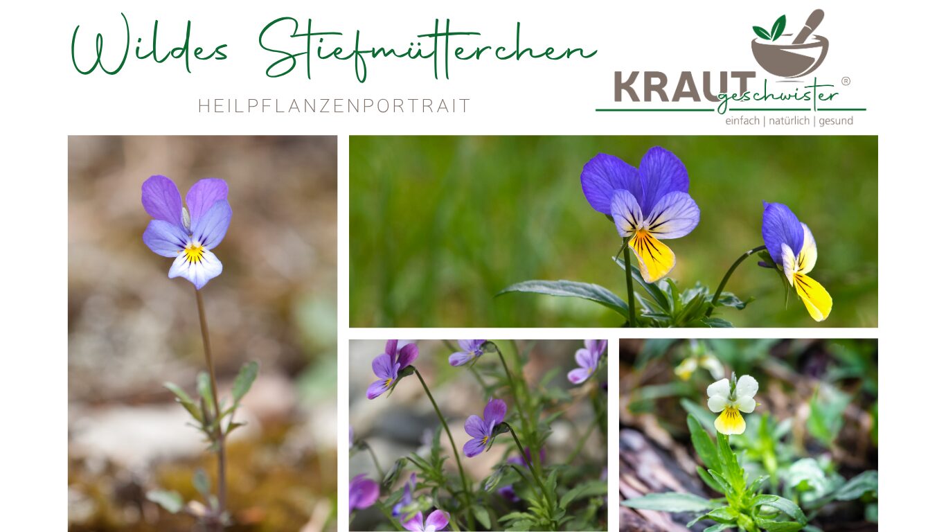 Wildes Stiefm&uuml;tterchen – Heilpflanzenportrait