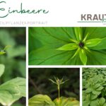 Die Einbeere – Schöne Waldpflanze mit gefährlicher Wirkung
