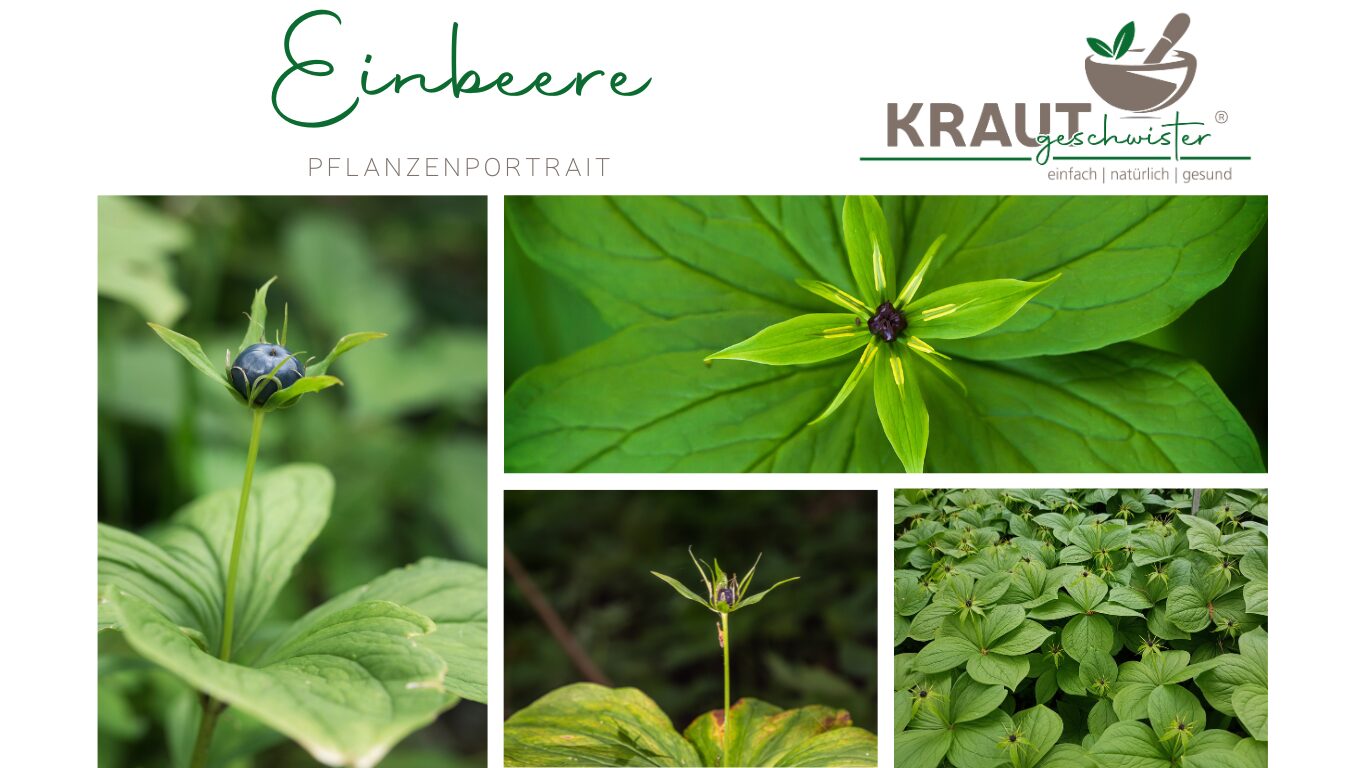 Die Einbeere – Schöne Waldpflanze mit gefährlicher Wirkung