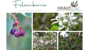 Felsenbirne – Wildfrucht mit Geschmack, Geschichte und Gesundheitspotenzial