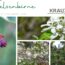 Felsenbirne – Wildfrucht mit Geschmack, Geschichte und Gesundheitspotenzial