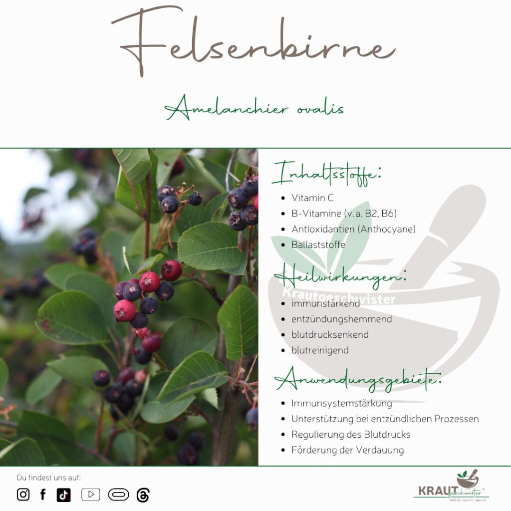 Felsenbirne – Wildfrucht mit Geschmack, Geschichte und Gesundheitspotenzial