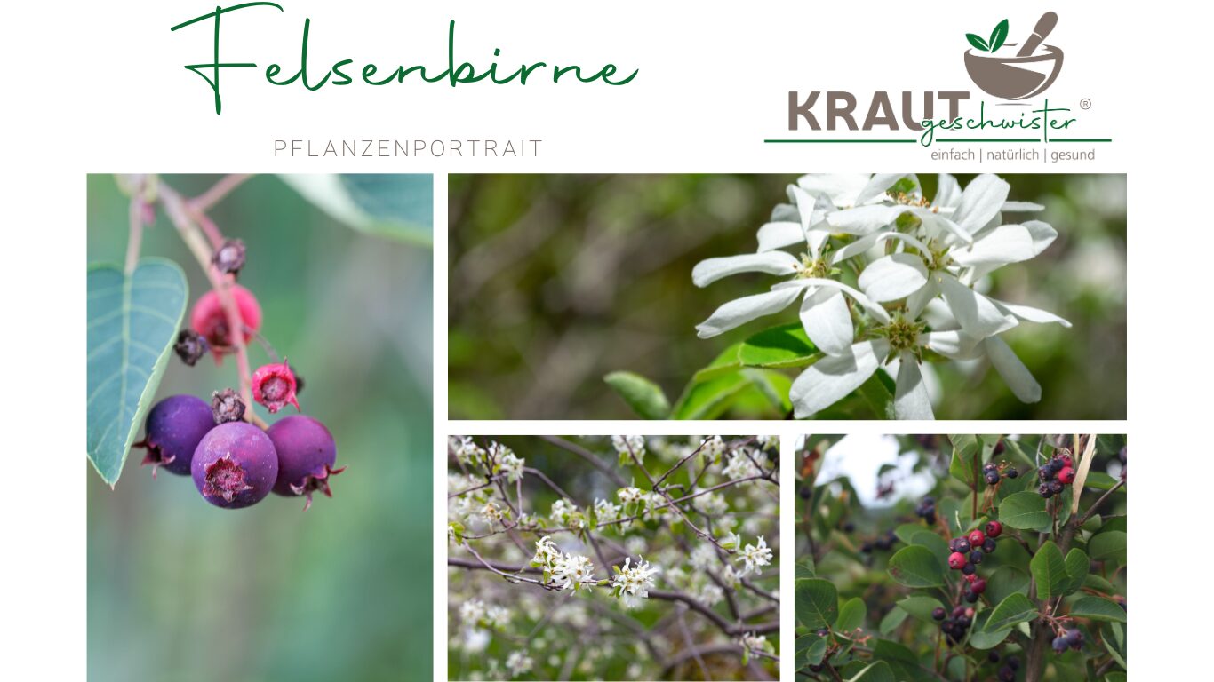 Felsenbirne – Wildfrucht mit Geschmack, Geschichte und Gesundheitspotenzial