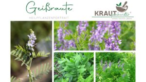 Die Geißraute – alte Heilpflanze mit moderner Bedeutung