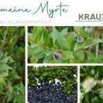 Die Gemeine Myrte – Duftende Heilkraft aus dem Süden