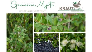 Die Gemeine Myrte – Duftende Heilkraft aus dem Süden