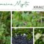 Die Gemeine Myrte – Duftende Heilkraft aus dem Süden