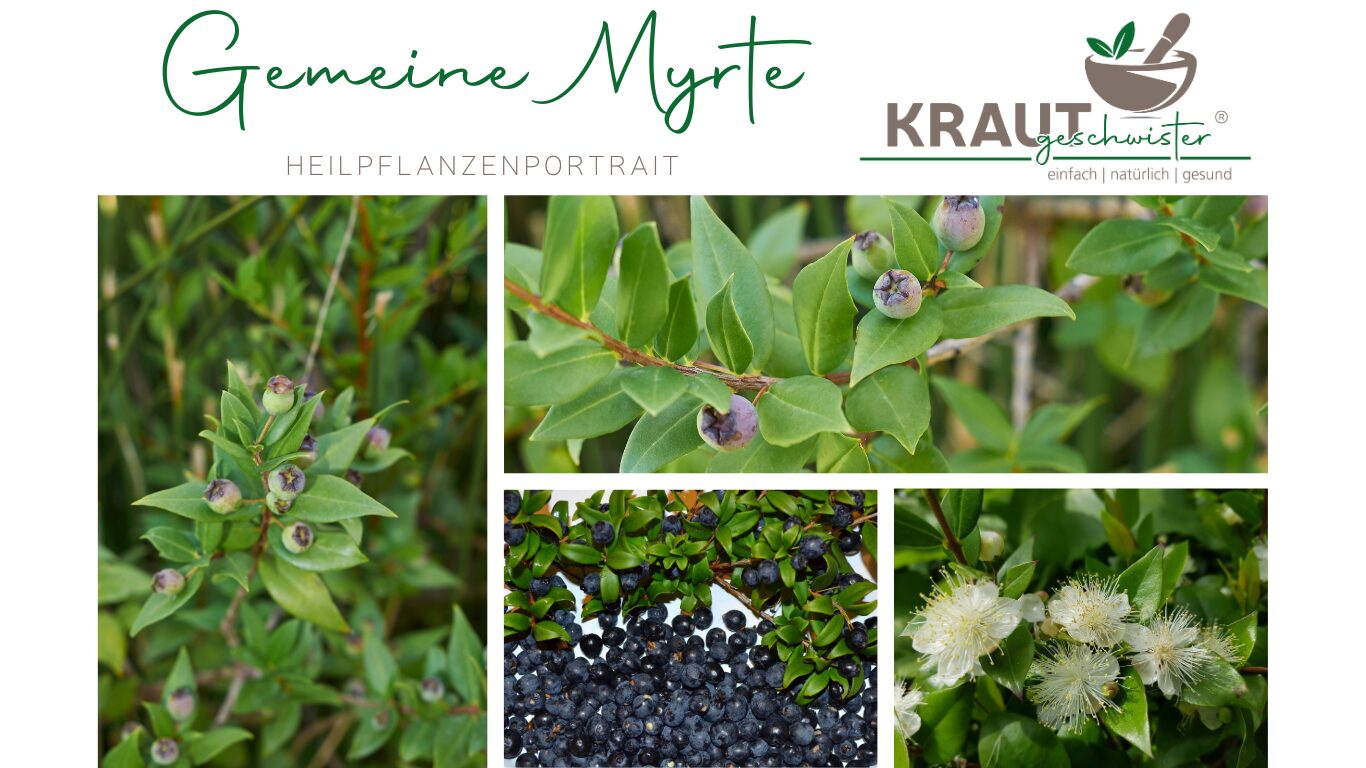 Die Gemeine Myrte – Duftende Heilkraft aus dem Süden