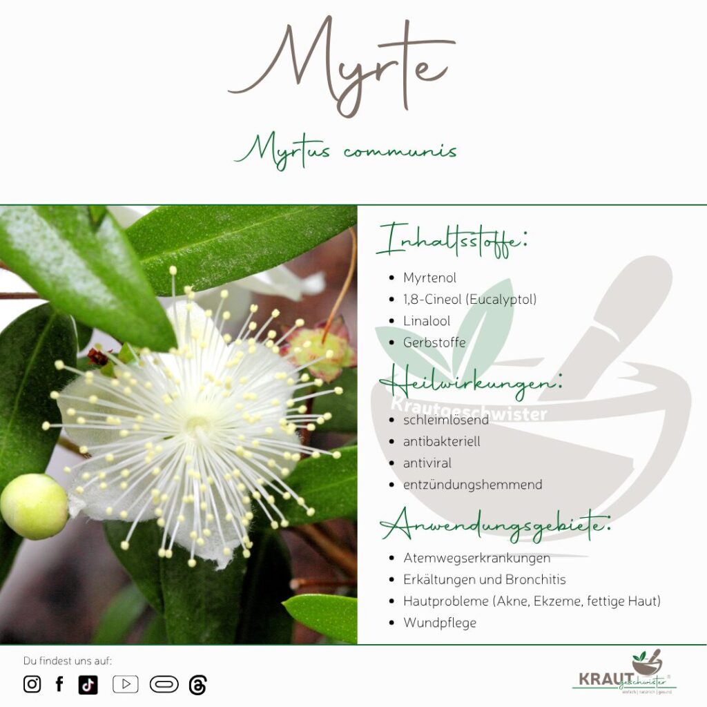 Die Gemeine Myrte – Duftende Heilkraft aus dem Süden