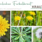 Gewöhnliches Ferkelkraut – Heilpflanze mit Geschichte und Charakter