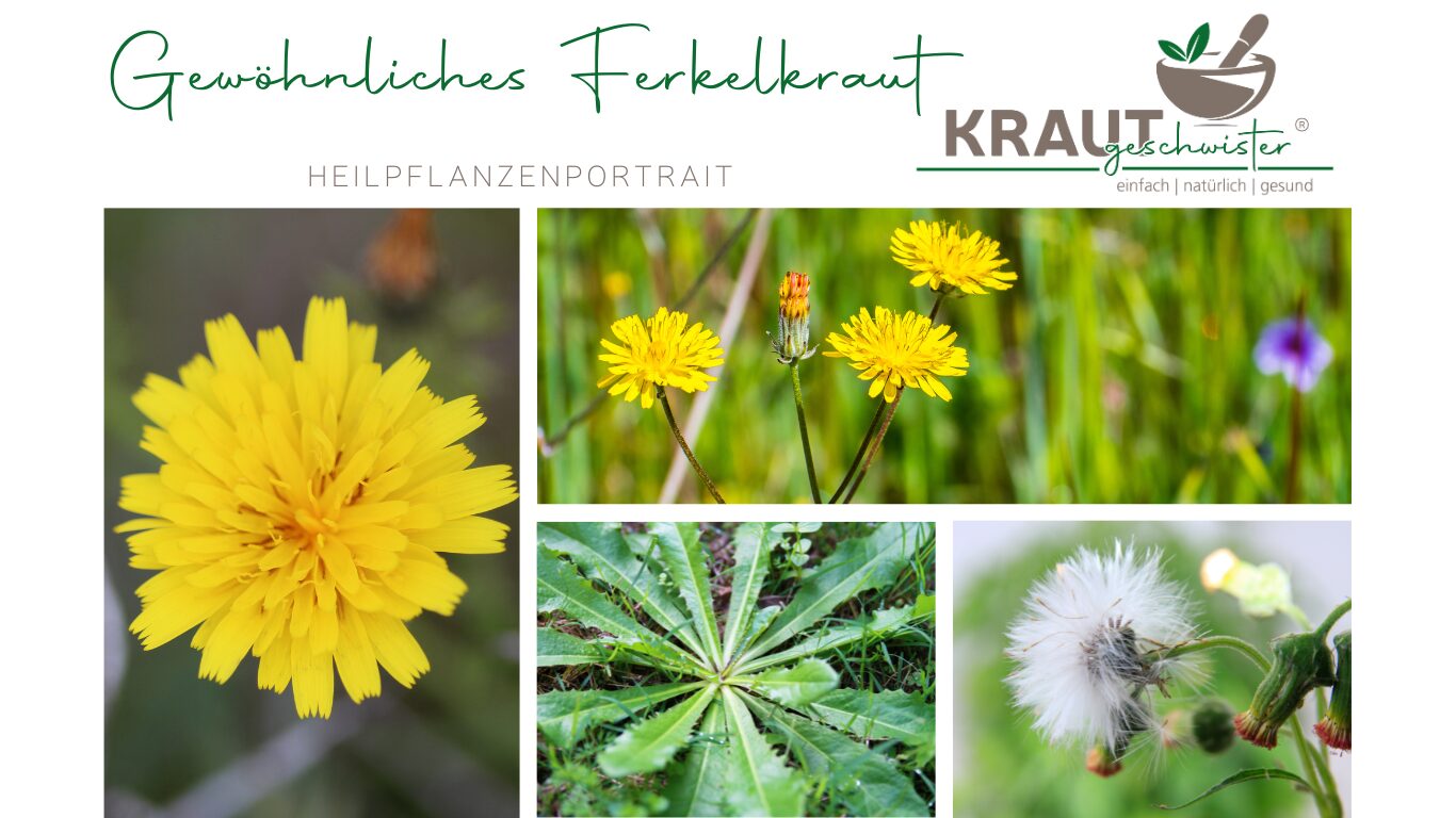 Mehr über den Artikel erfahren Gewöhnliches Ferkelkraut – Heilpflanze mit Geschichte und Charakter