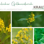 Gewöhnlicher Gilbweiderich – Dein leuchtender Begleiter aus der Wildnis