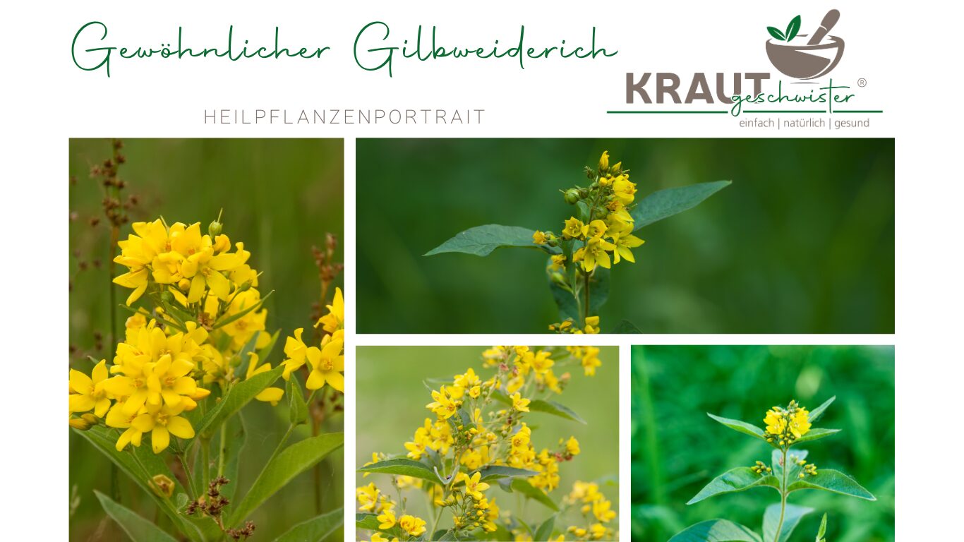 Gewöhnlicher Gilbweiderich – Dein leuchtender Begleiter aus der Wildnis