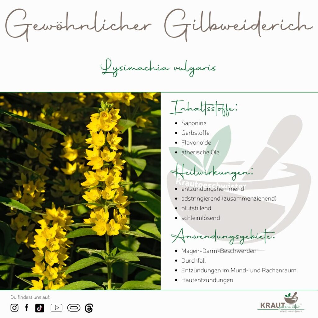 Gewöhnlicher Gilbweiderich – Dein leuchtender Begleiter aus der Wildnis