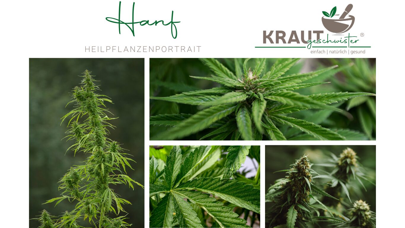 Hanf – die vielseitige Heilpflanze mit uralter Geschichte