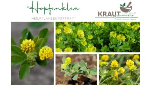 Hopfenklee &ndash; Die sonnige Heilkraft vom Wegesrand