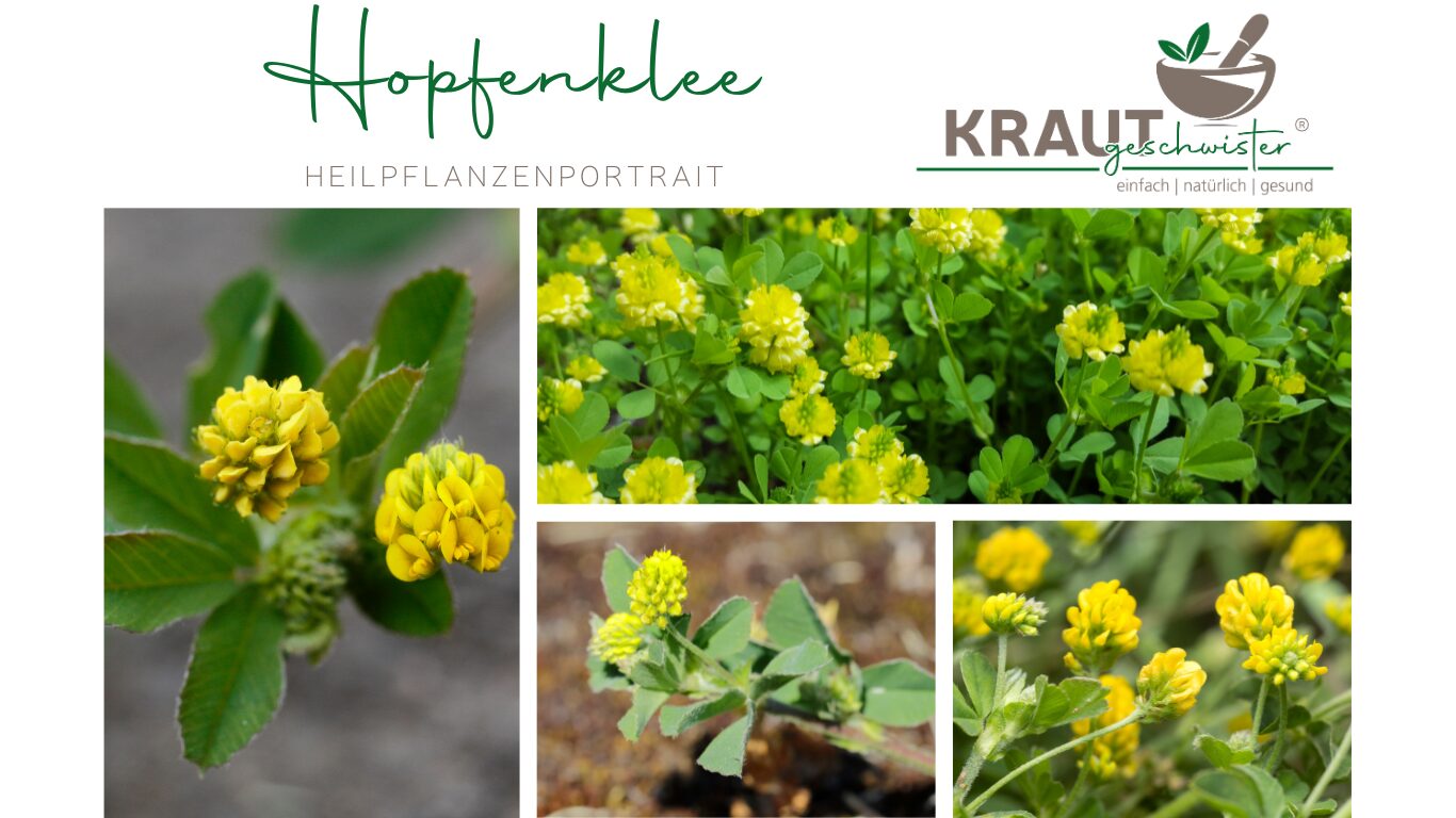 Hopfenklee – Die sonnige Heilkraft vom Wegesrand