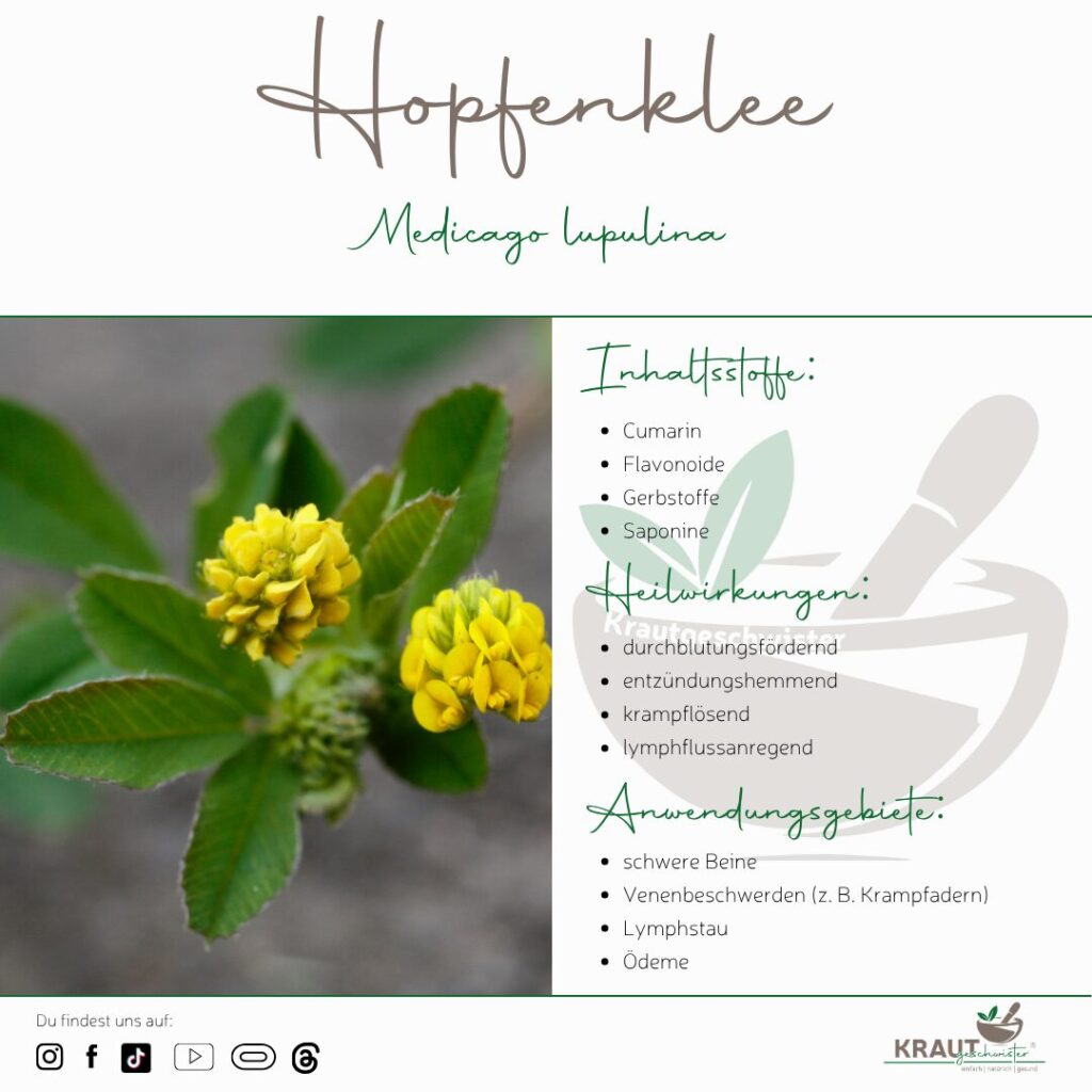 Hopfenklee – Die sonnige Heilkraft vom Wegesrand