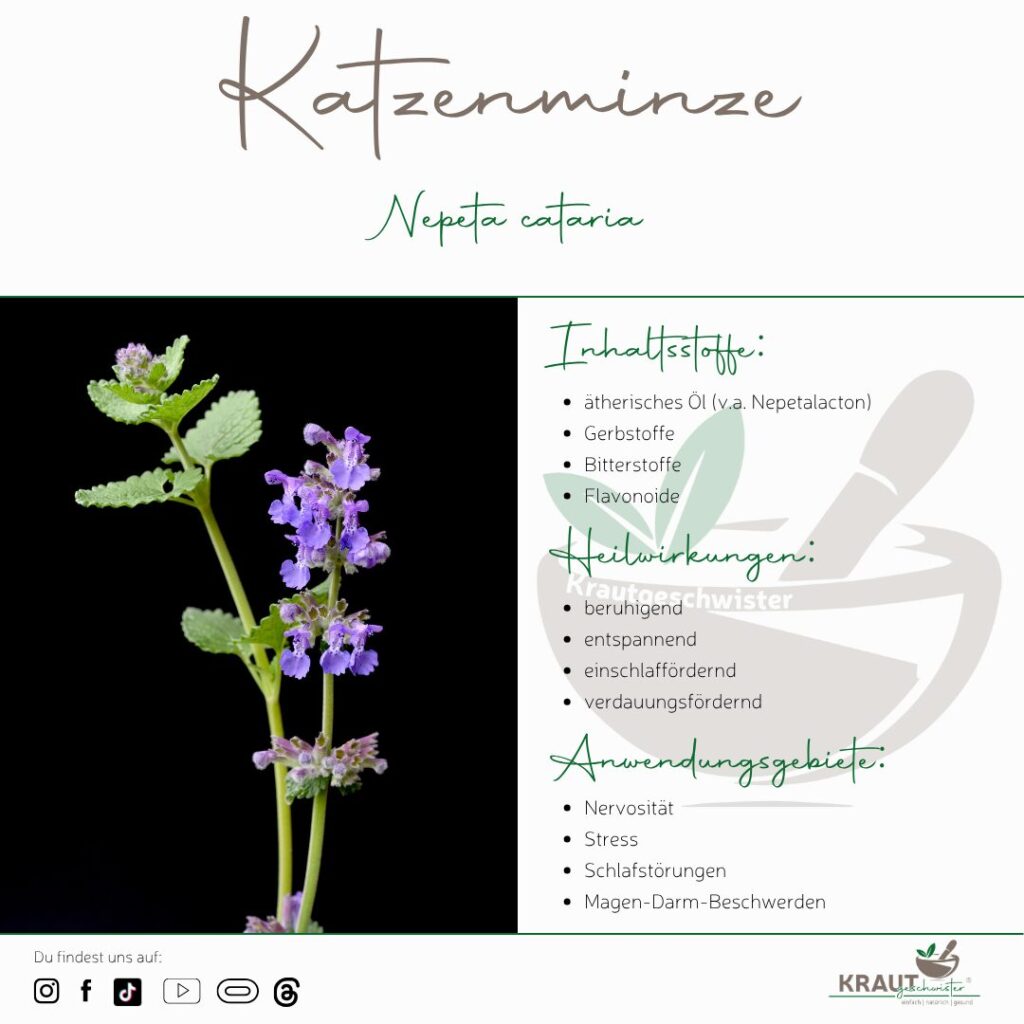 Katzenminze – Die sanfte Verführerin für Mensch und Tier 🐾