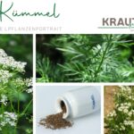 Kümmel Heilpflanzenportrait