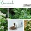Kümmel – Würzkraut, Heilpflanze und treuer Begleiter aus der Natur