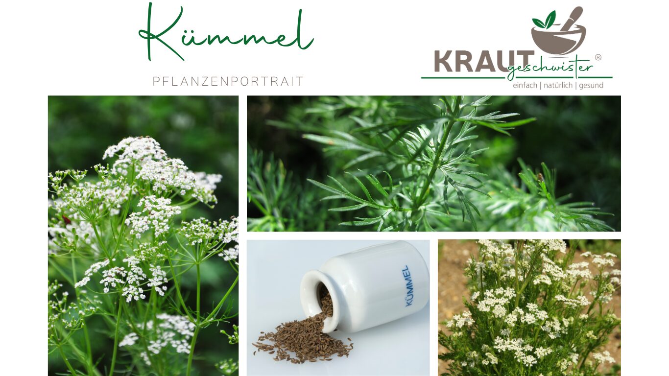 Kümmel – Würzkraut, Heilpflanze und treuer Begleiter aus der Natur