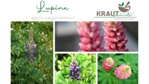 Die Lupine – Bunte Schönheit, Bodenverbesserin & Heilkraut