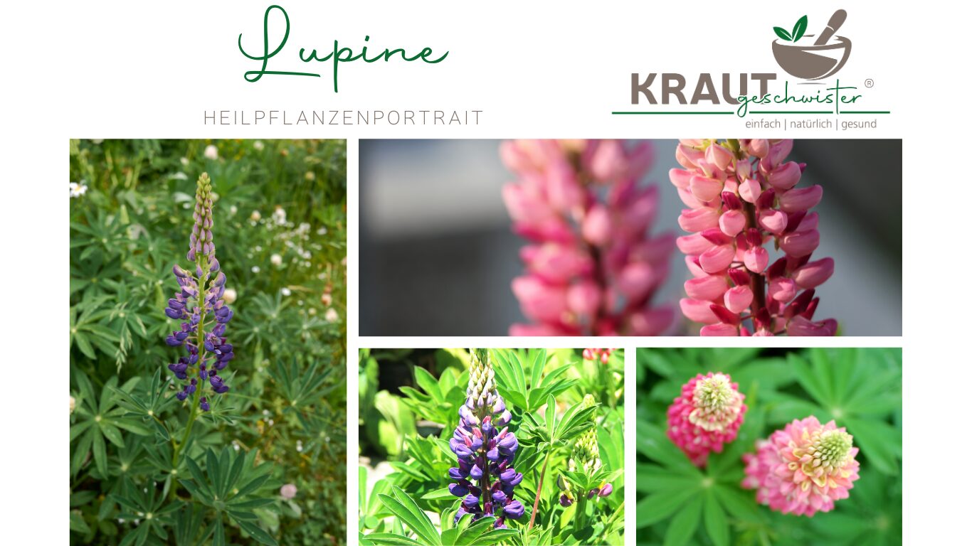 Die Lupine – Bunte Schönheit, Bodenverbesserin &#038; Heilkraut