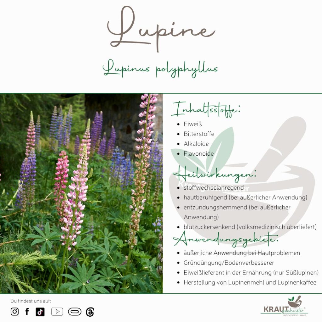 Die Lupine – Bunte Schönheit, Bodenverbesserin & Heilkraut