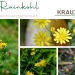 Rainkohl – Der sanfte Heiler vom Wegrand