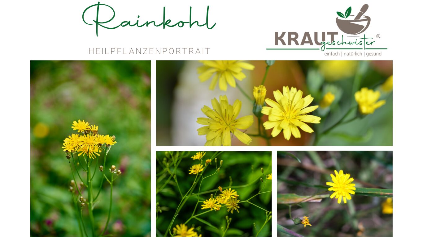 Rainkohl – Der sanfte Heiler vom Wegrand
