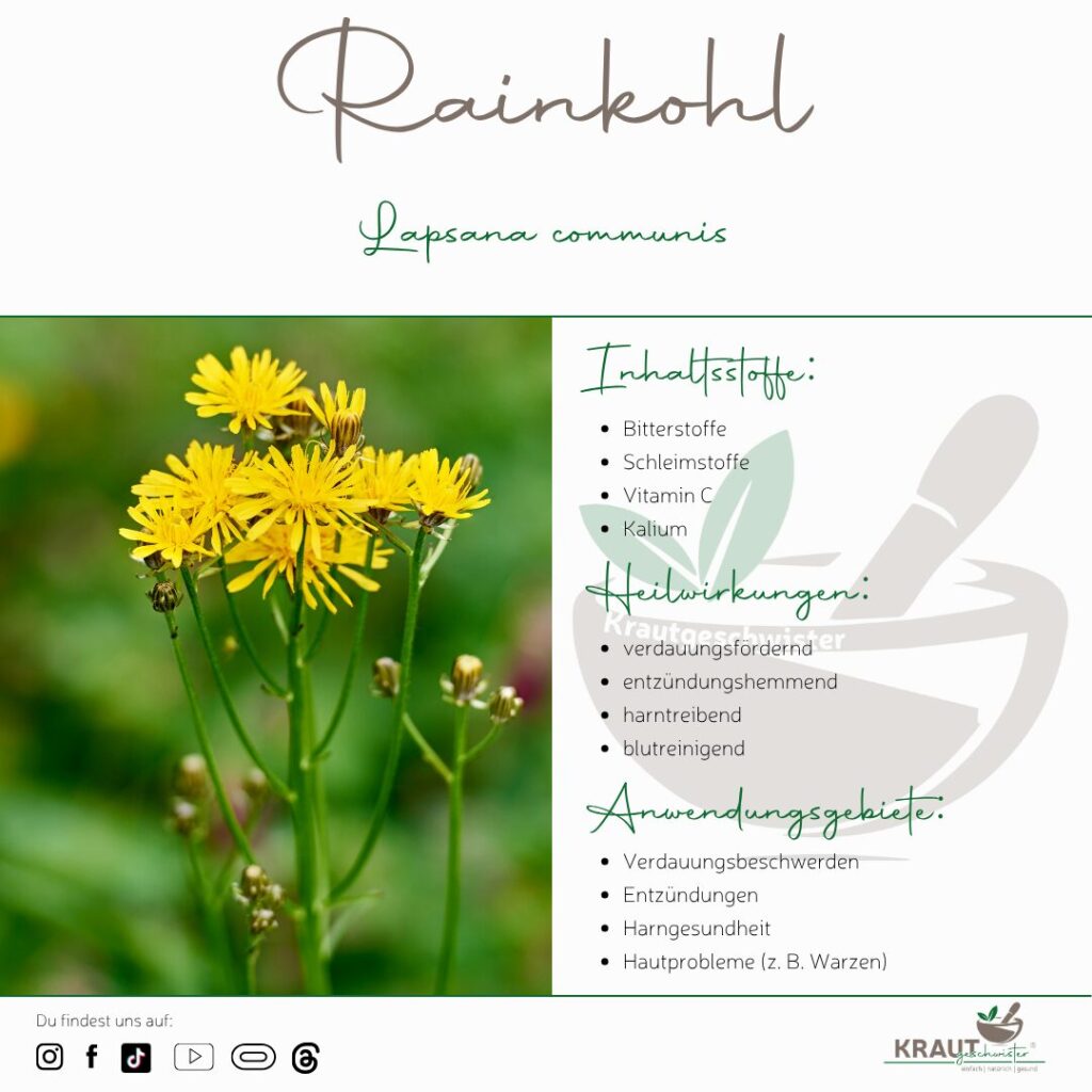 Rainkohl – Der sanfte Heiler vom Wegrand