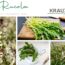 Rucola – Das würzige Wildkraut mit Geschichte, Heilwirkung und Küchenpower